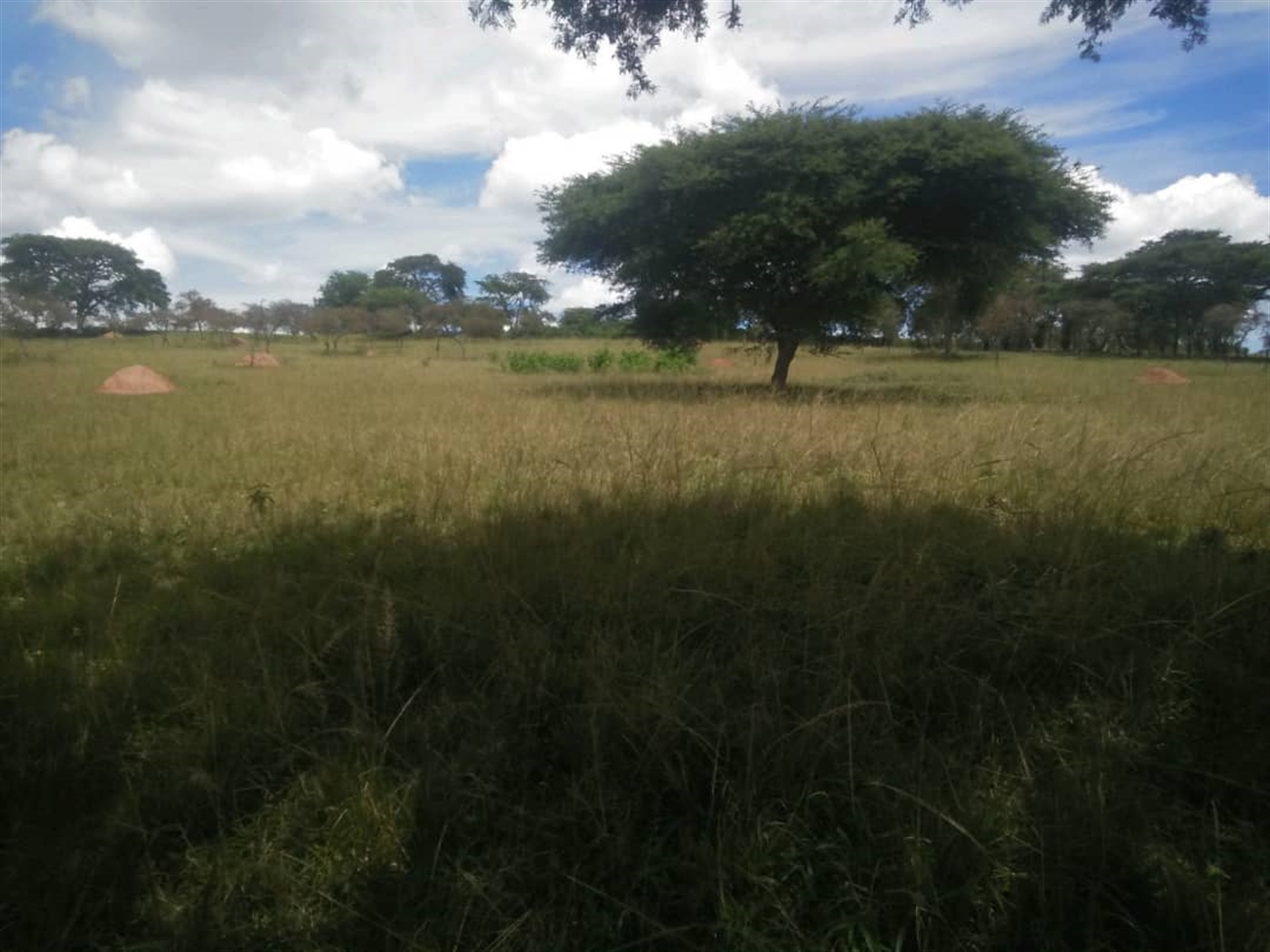 Multipurpose Land for sale in Rubaya Mbarara