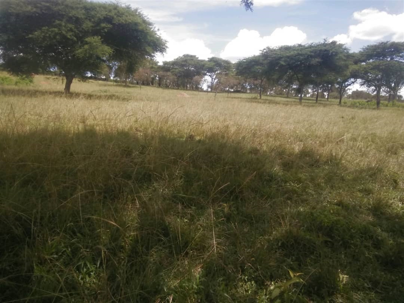 Multipurpose Land for sale in Rubaya Mbarara