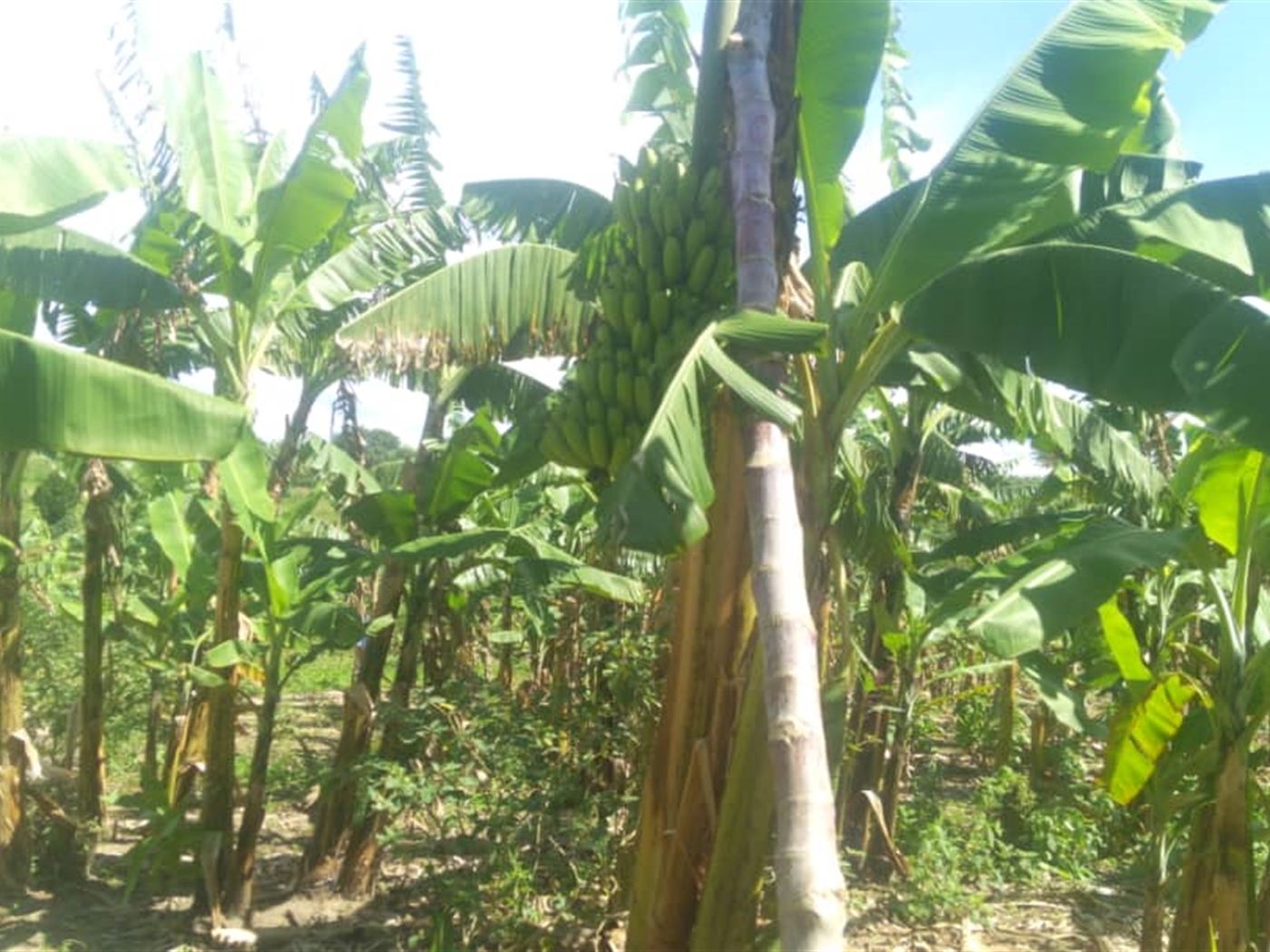 Agricultural Land for sale in Kashongi Mbarara