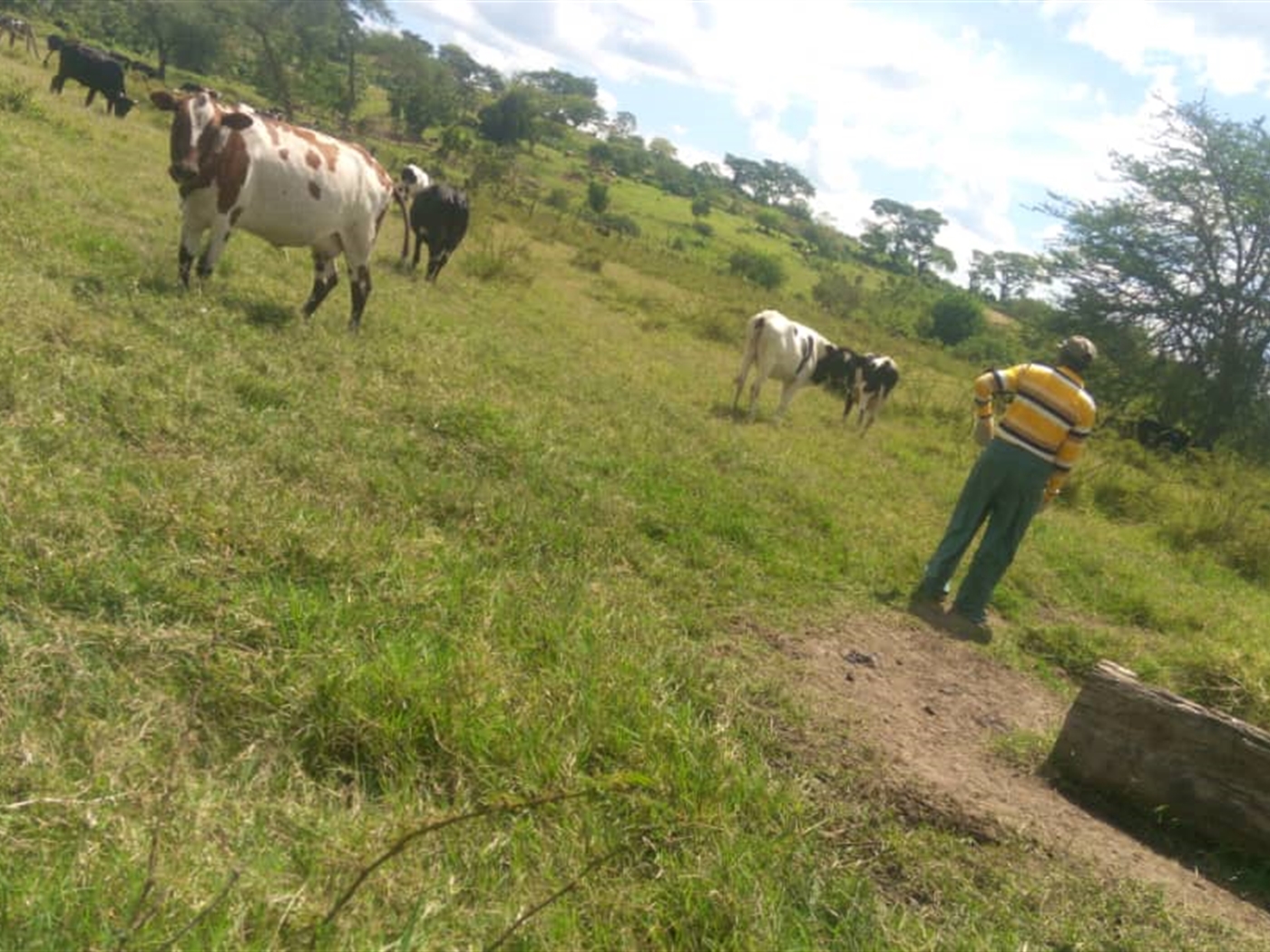 Agricultural Land for sale in Kashongi Mbarara