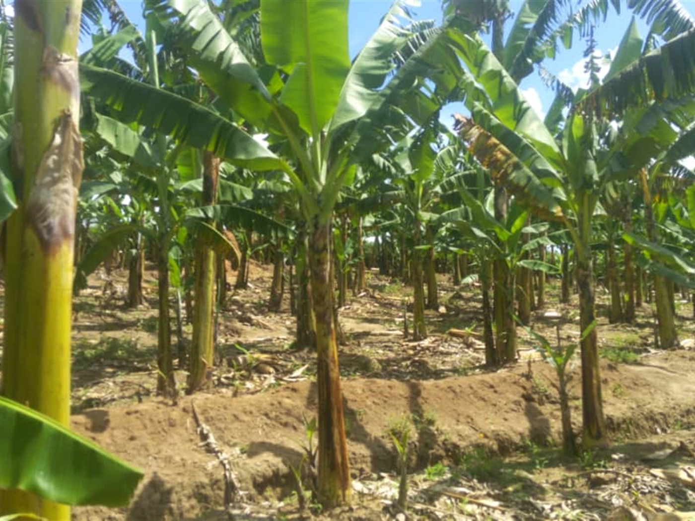 Agricultural Land for sale in Kashongi Mbarara