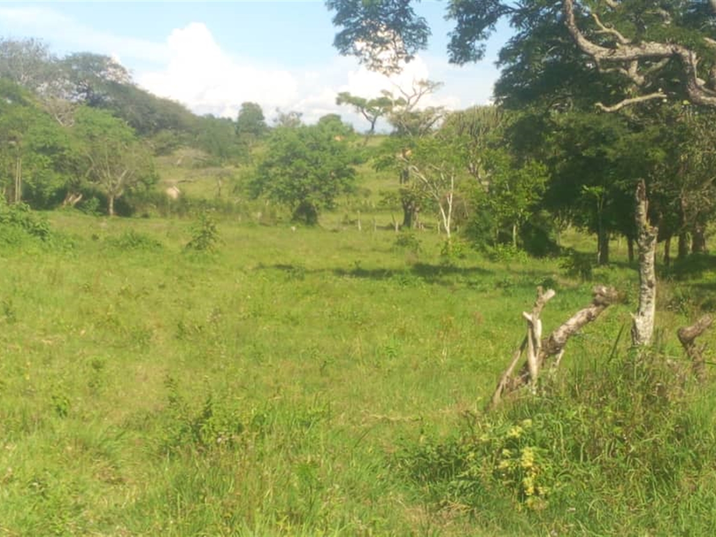 Agricultural Land for sale in Kashongi Mbarara