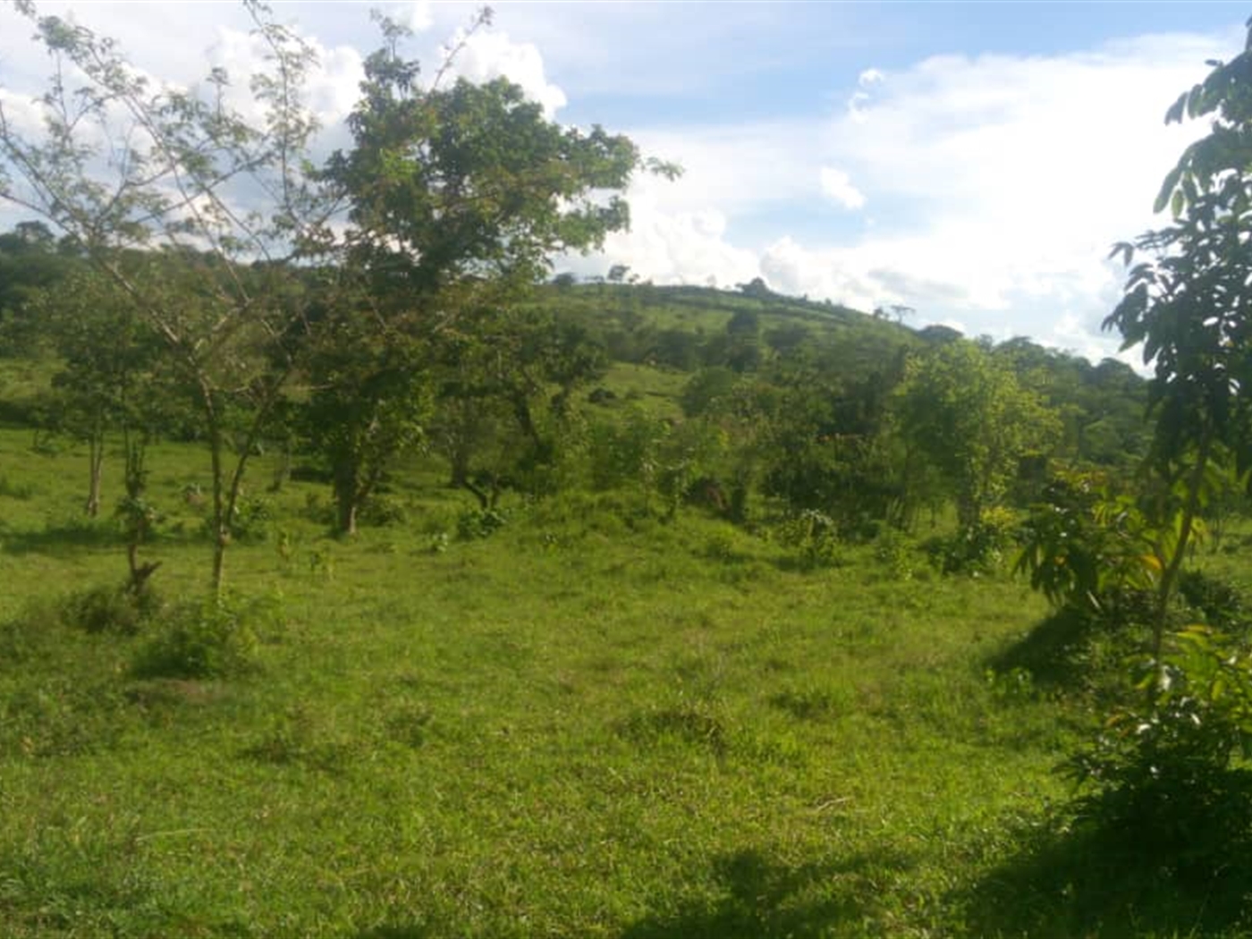 Agricultural Land for sale in Kashongi Mbarara