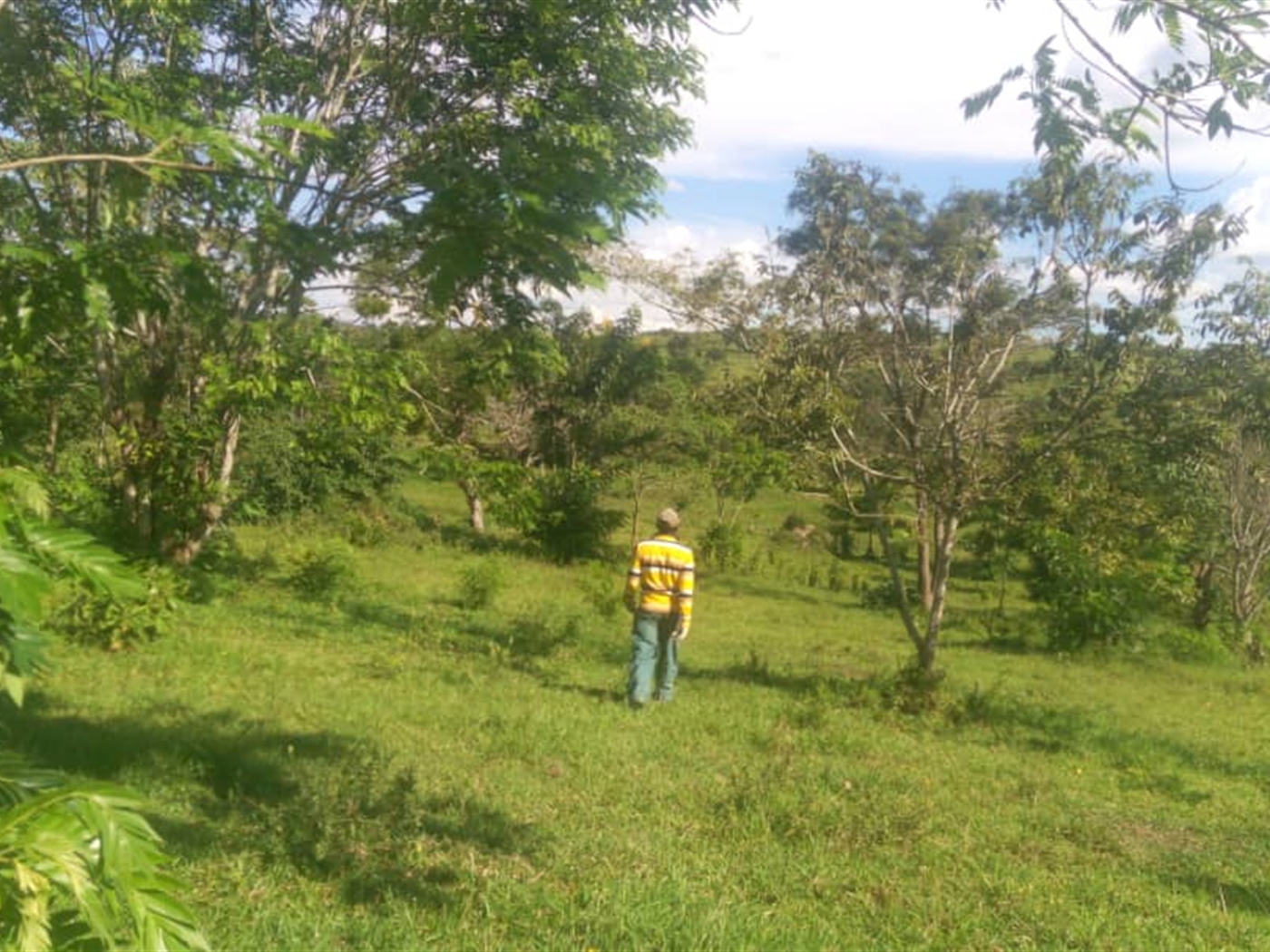 Agricultural Land for sale in Kashongi Mbarara