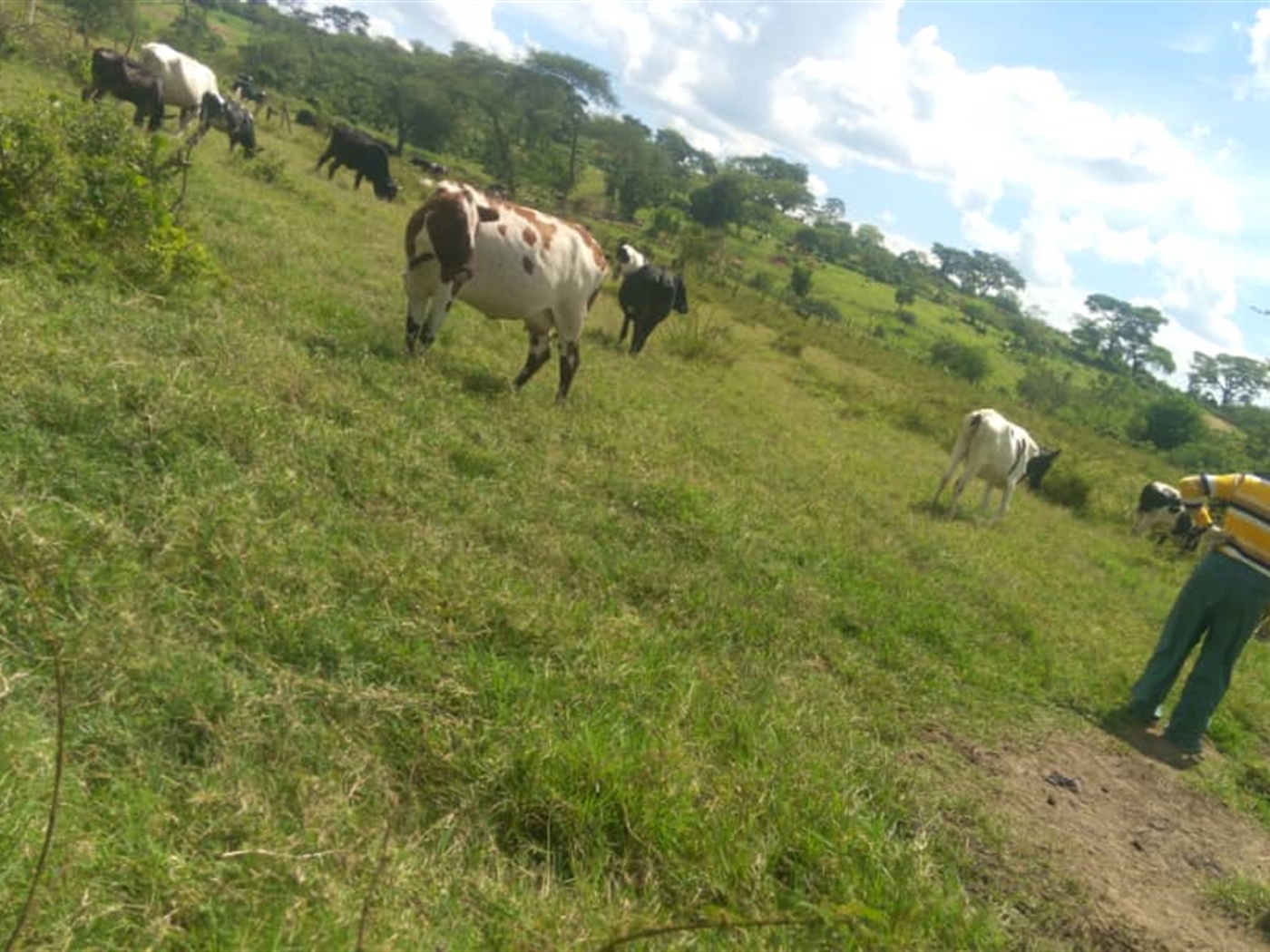 Agricultural Land for sale in Kashongi Mbarara