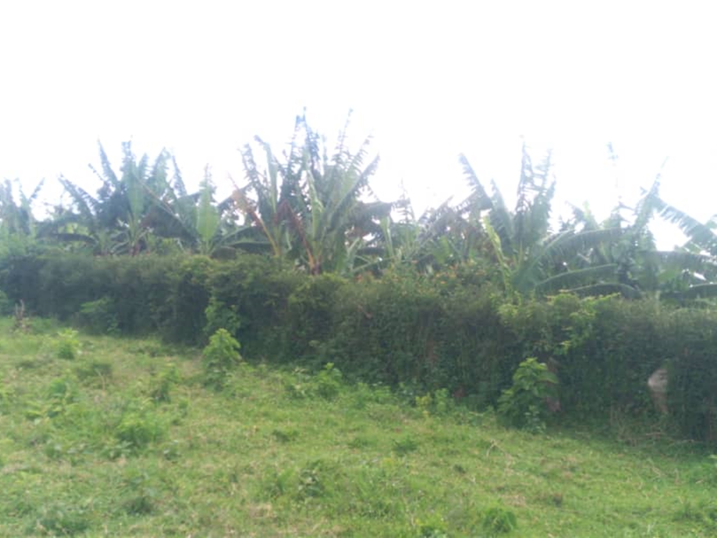 Agricultural Land for sale in Kashongi Mbarara