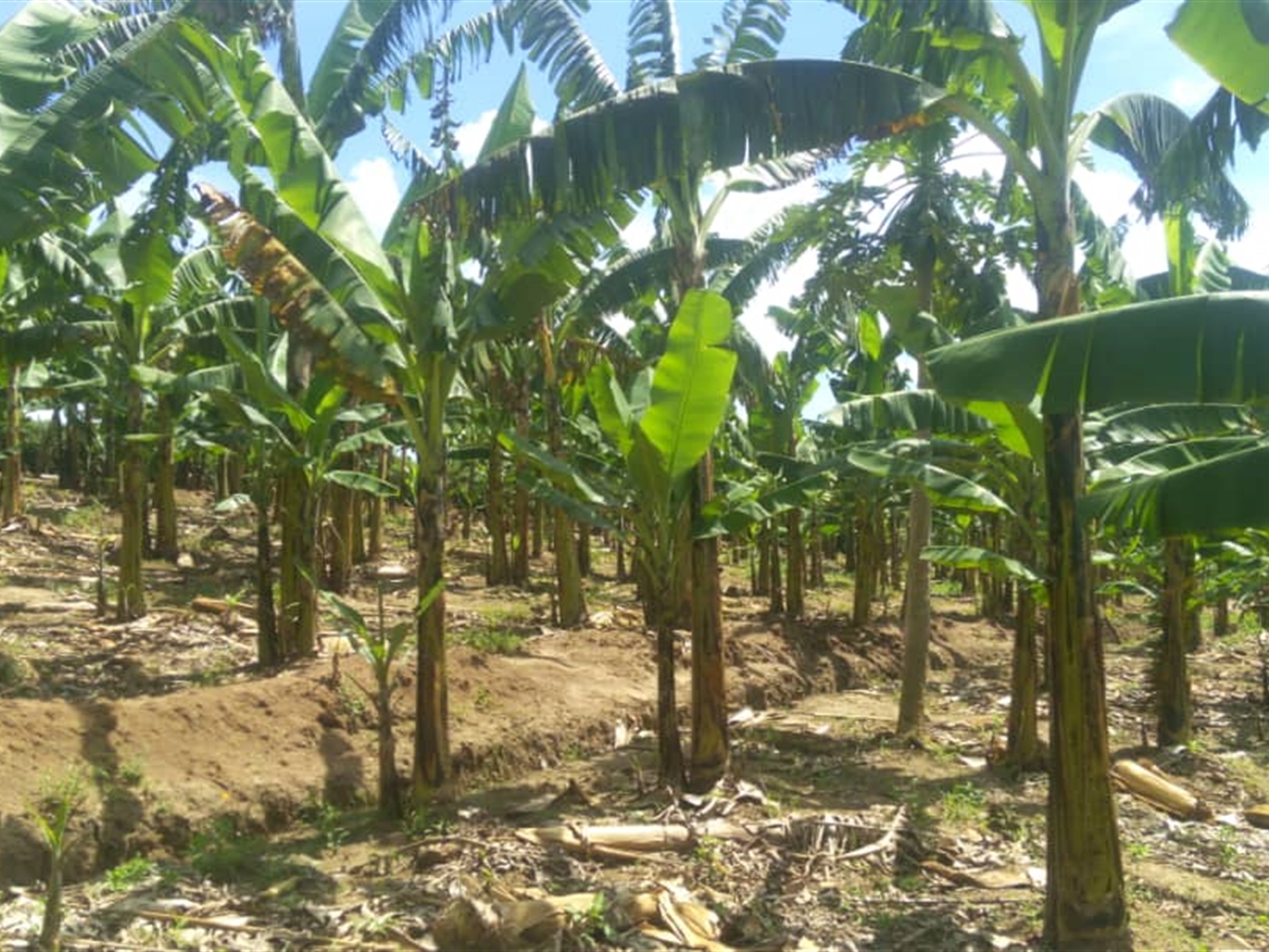 Agricultural Land for sale in Kashongi Mbarara