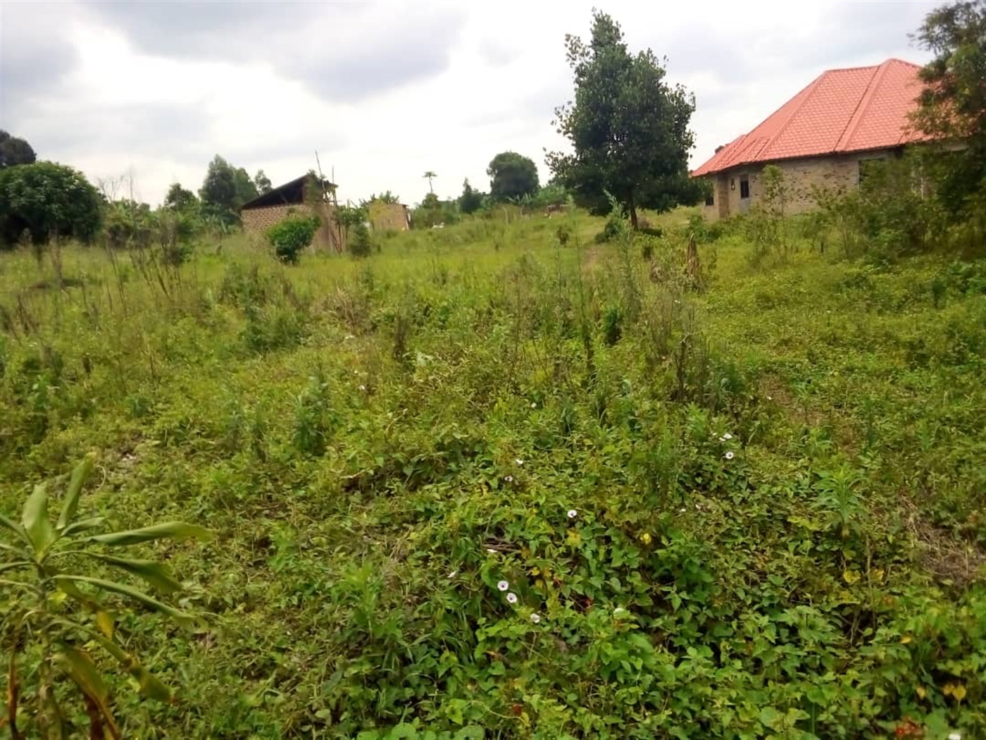 Farm for sale in Kamila Luweero