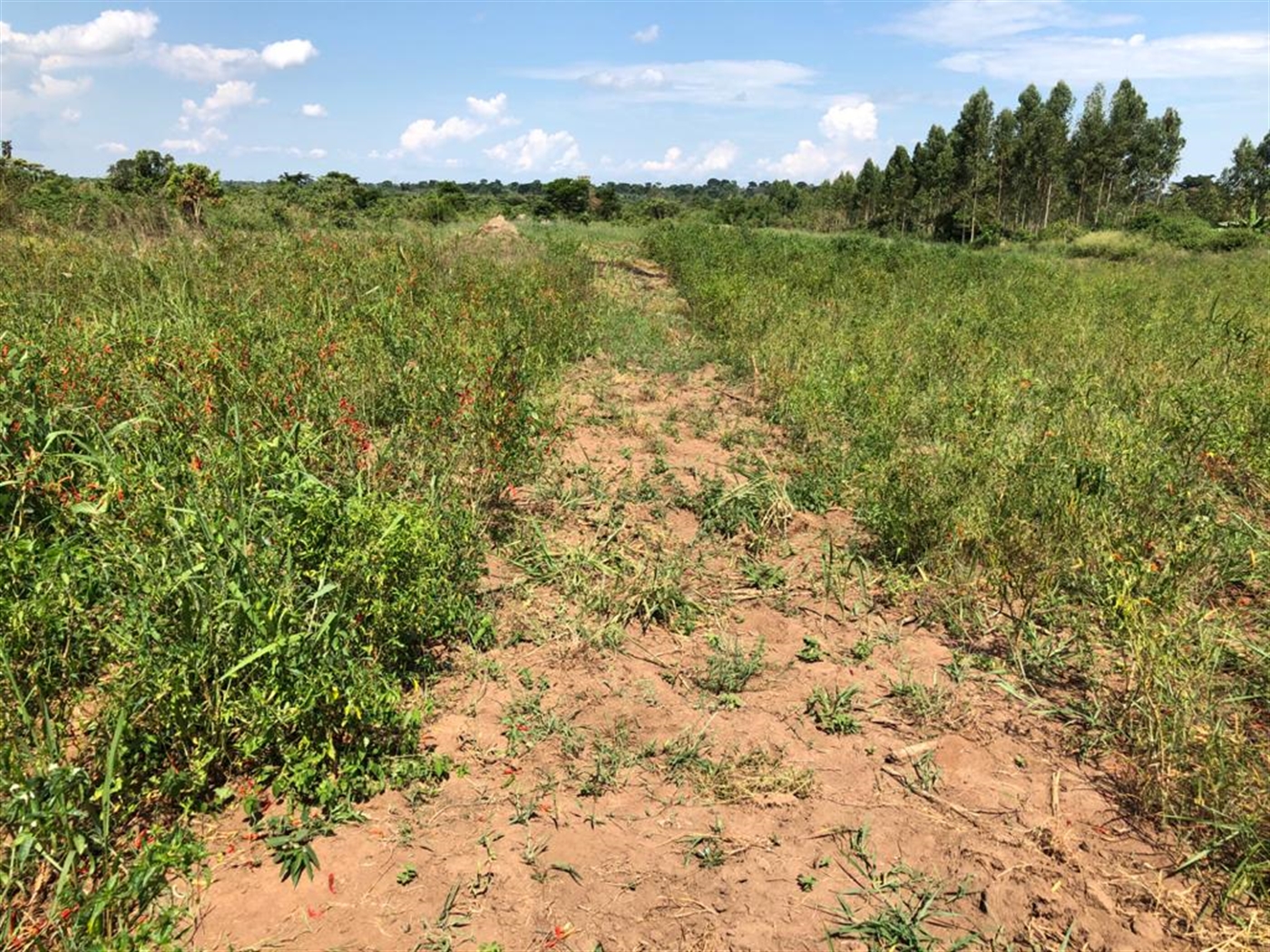 Farm for sale in Kamila Luweero