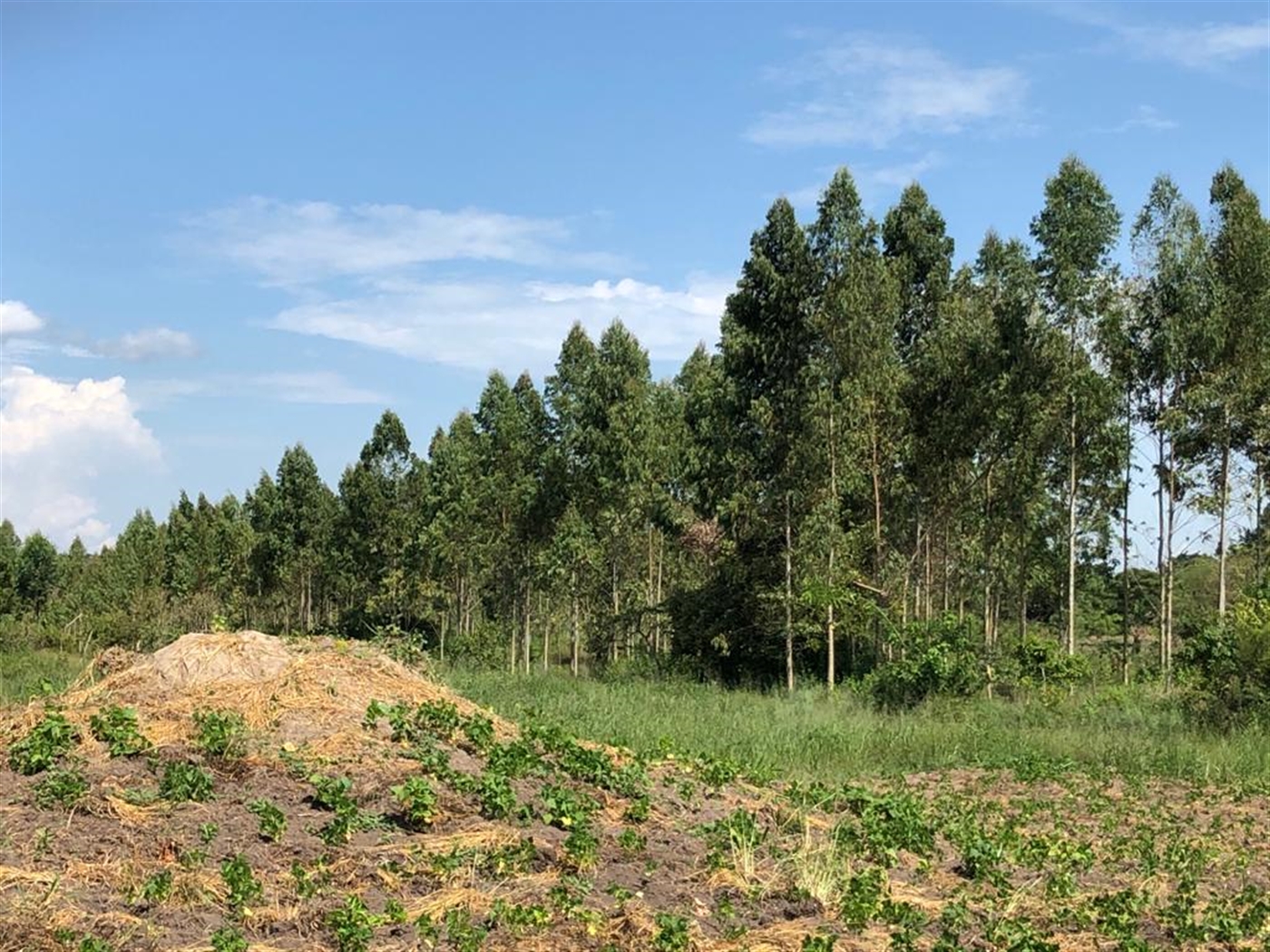 Farm for sale in Kamila Luweero