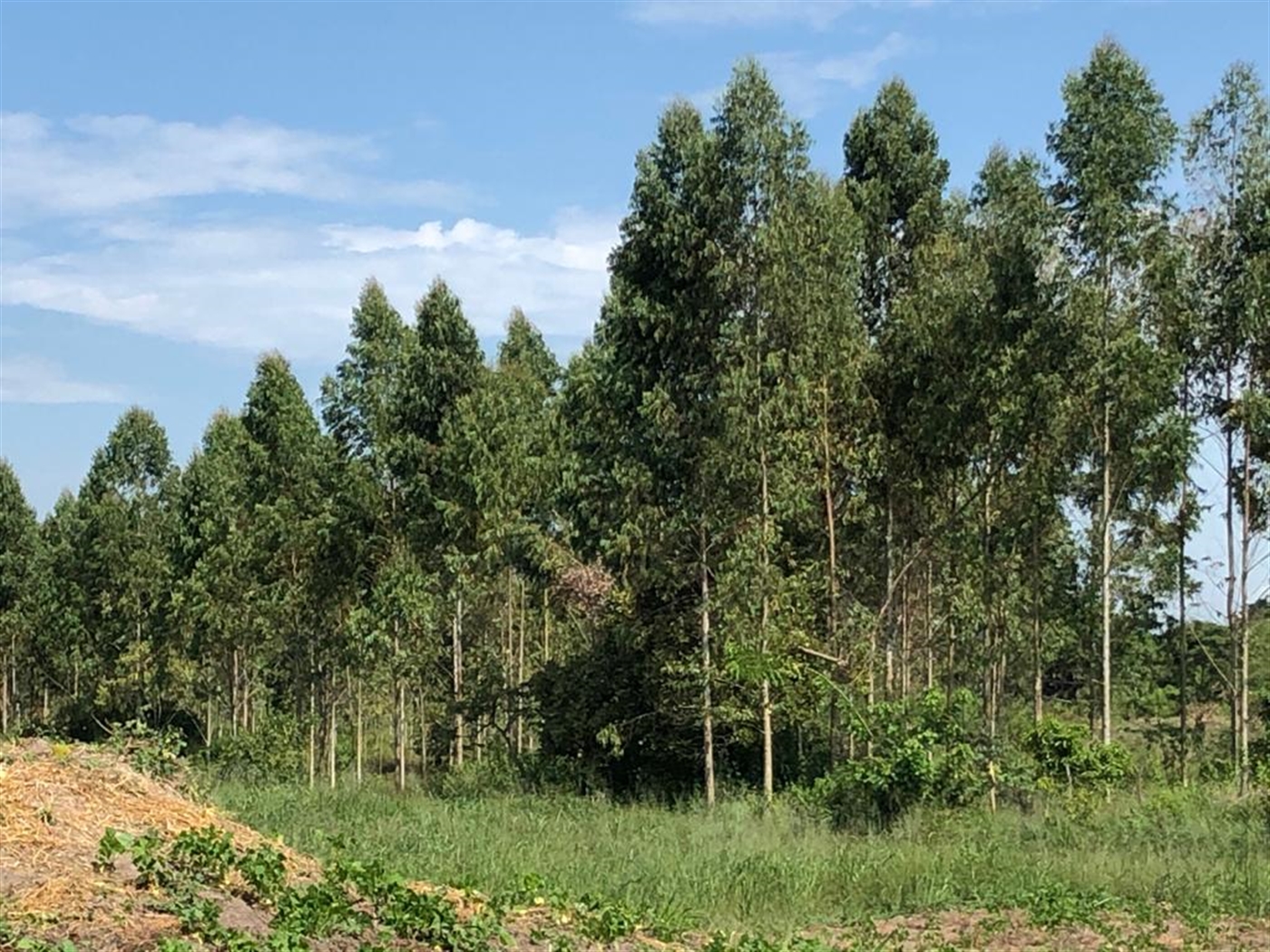 Farm for sale in Kamila Luweero