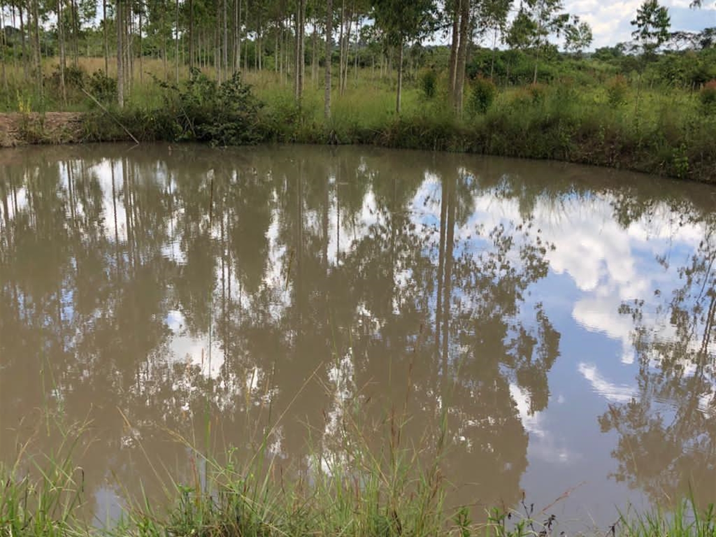 Farm for sale in Kamila Luweero