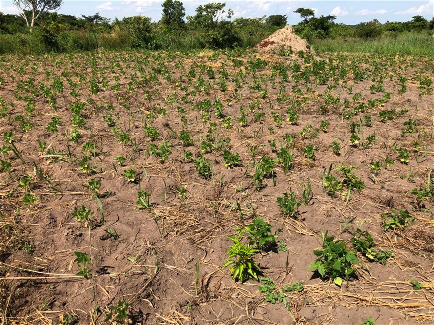 Farm for sale in Kamila Luweero