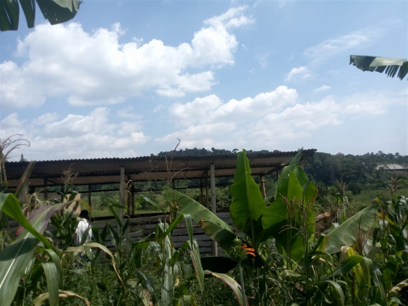 Farm for sale in Kamila Luweero