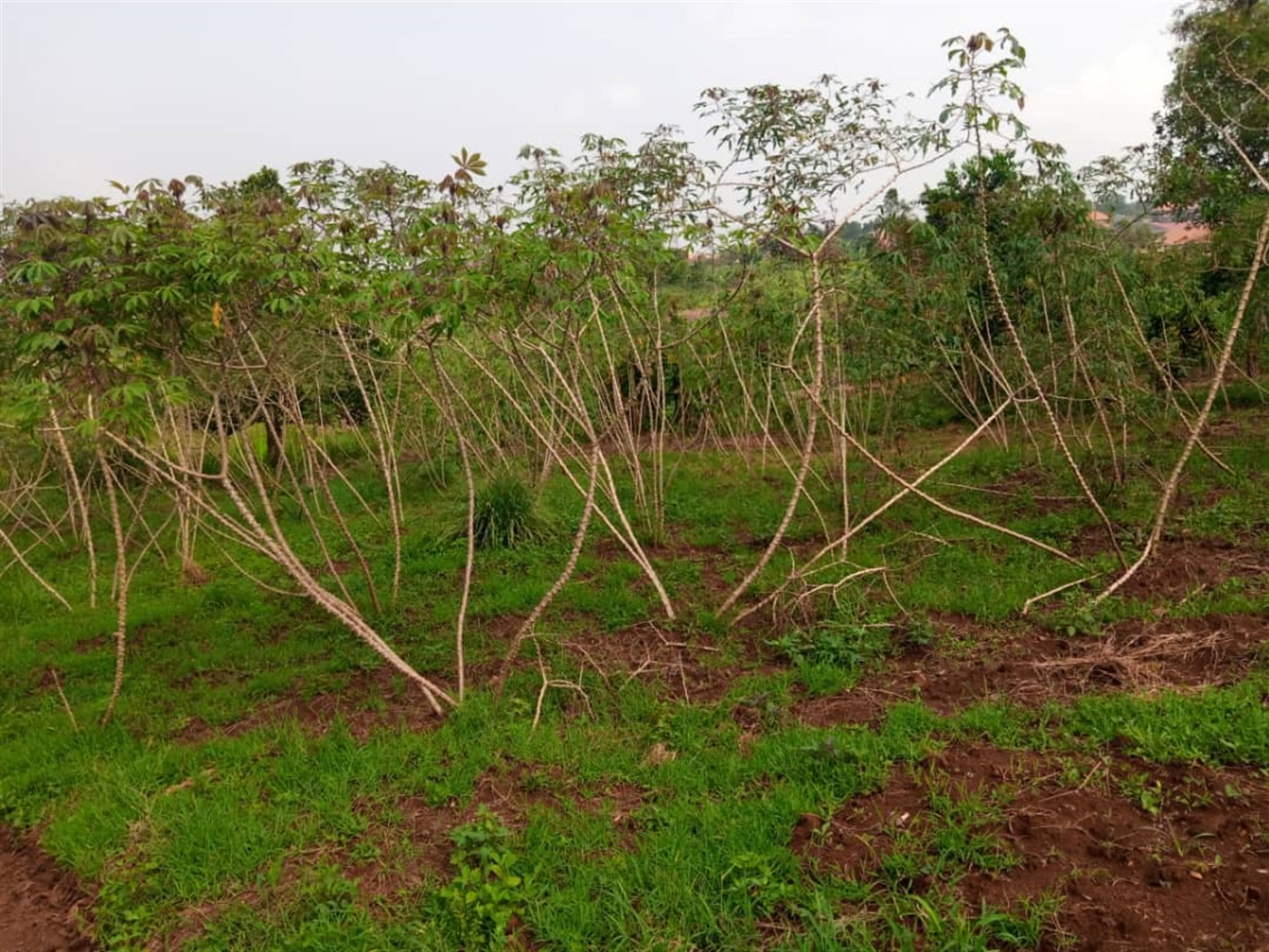 Multipurpose Land for sale in Namugongo Mukono