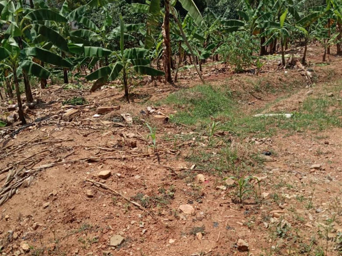 Residential Land for sale in Muyenga Kampala