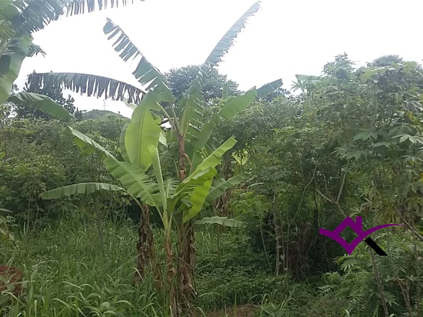 Multipurpose Land for sale in Kasana Luweero