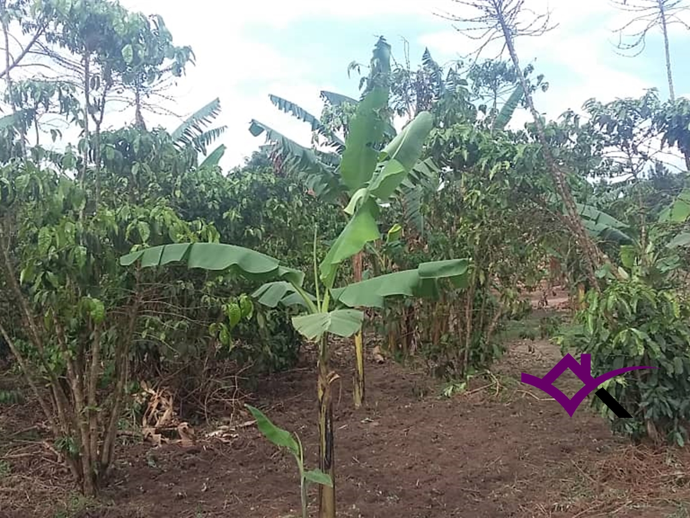 Multipurpose Land for sale in Kasana Luweero