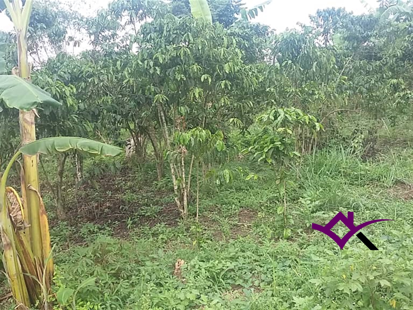 Multipurpose Land for sale in Kasana Luweero