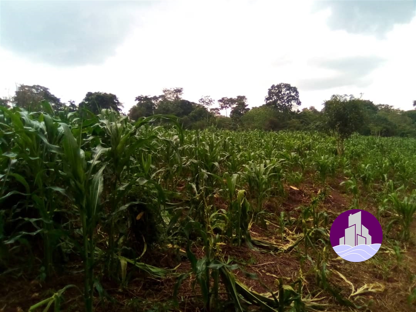 Agricultural Land for sale in Bbaale Kayunga