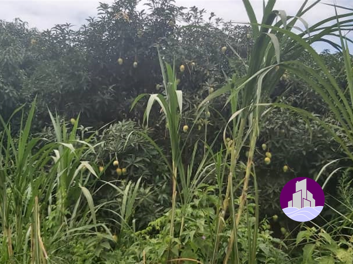 Agricultural Land for sale in Subcounty Kiboga