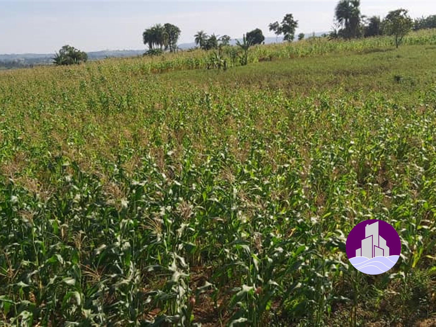 Agricultural Land for sale in Maduddu Mubende