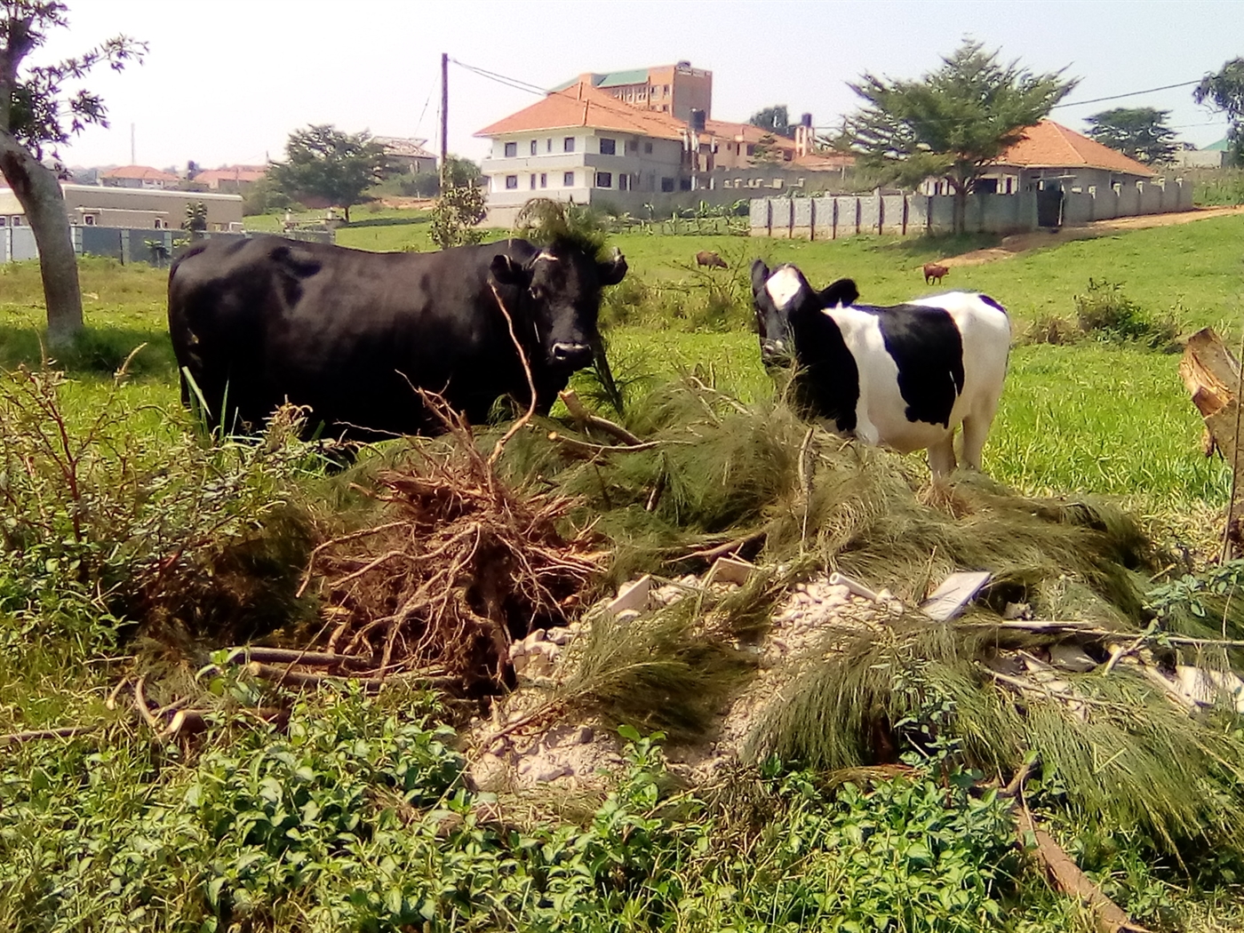 Residential Land for sale in Kira Wakiso