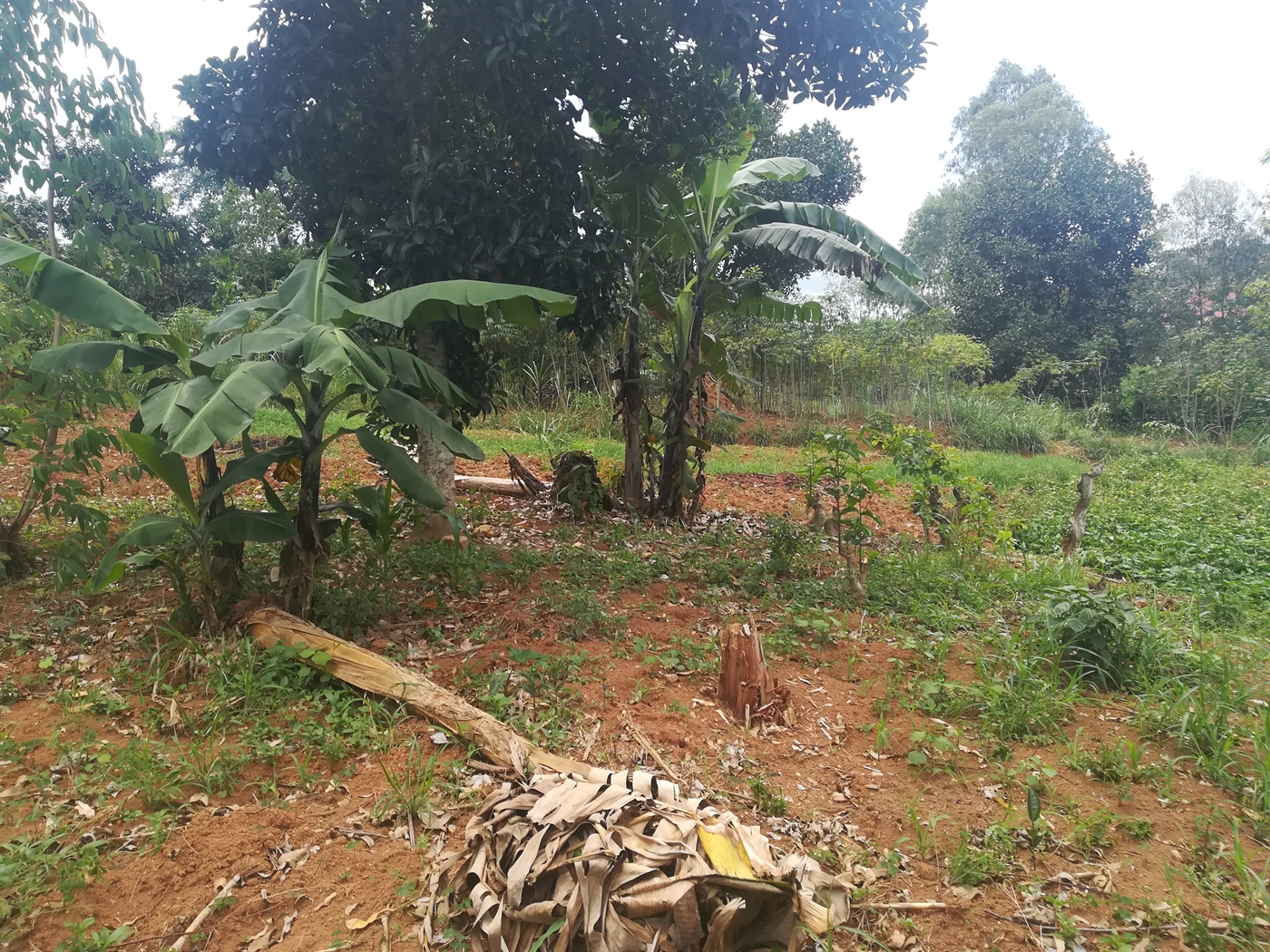 Residential Land for sale in Mpoma Mukono