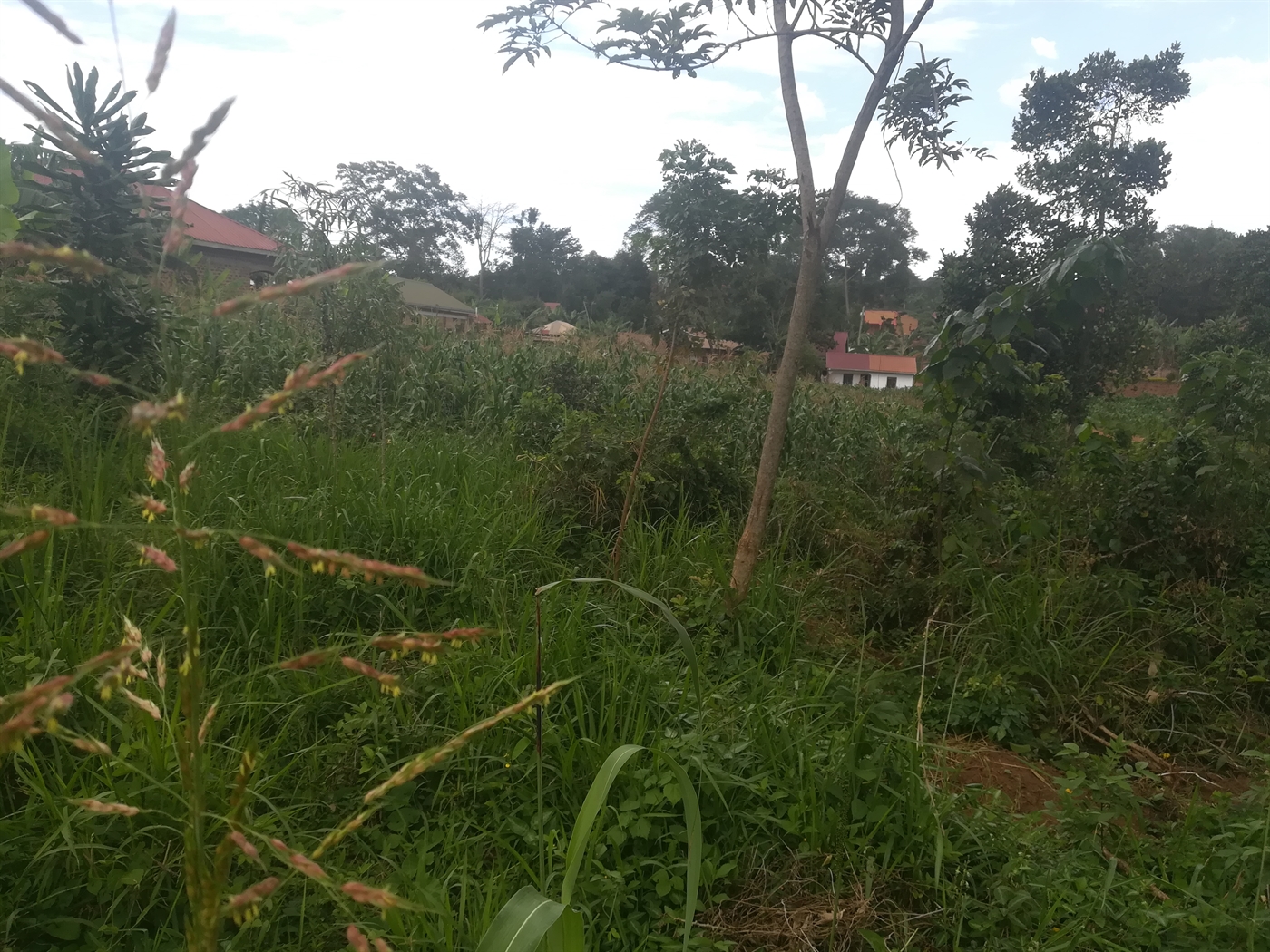 Residential Land for sale in Namilyango Mukono