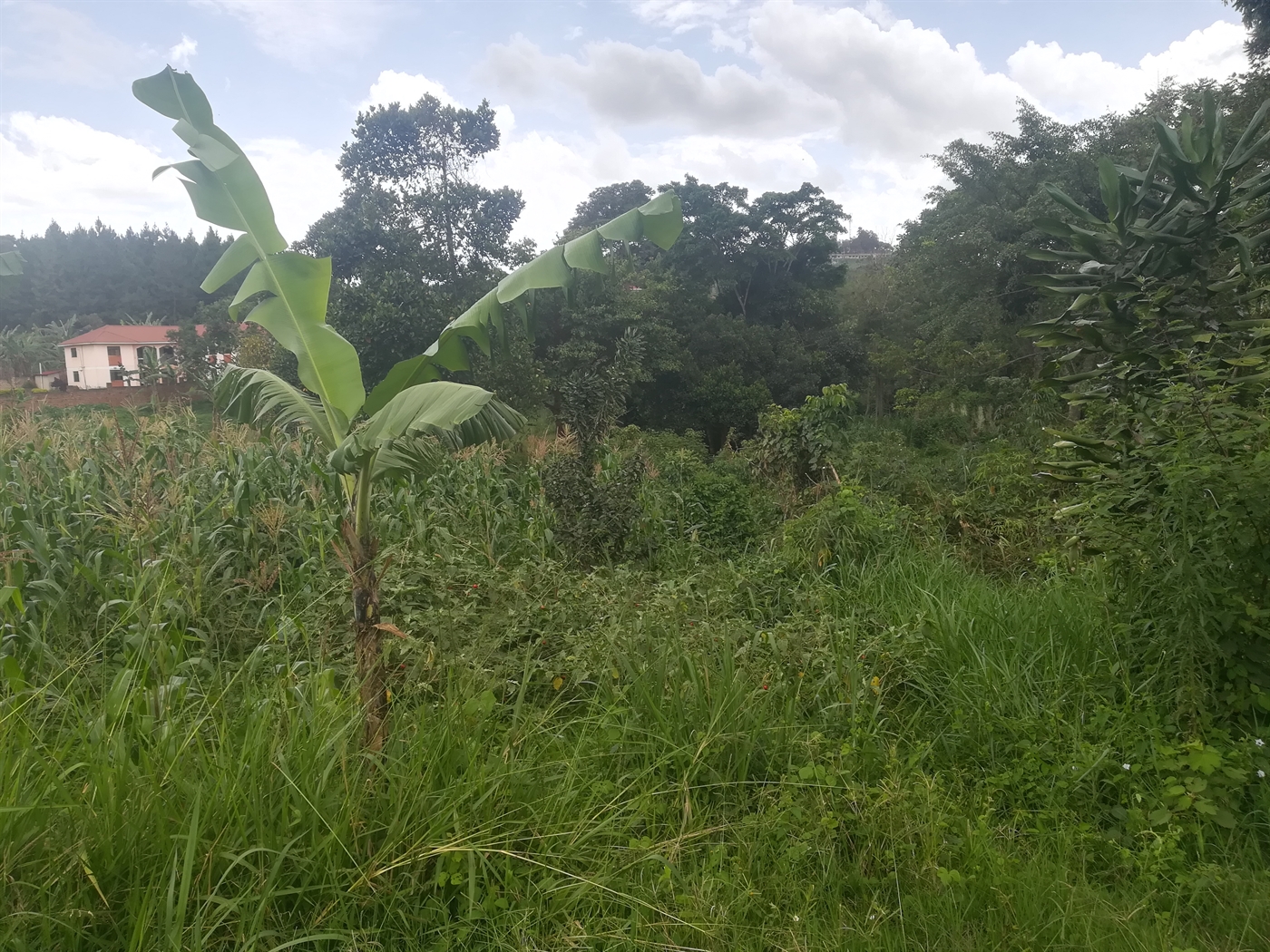 Residential Land for sale in Namilyango Mukono