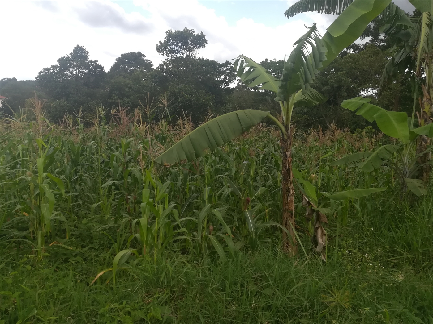 Residential Land for sale in Namilyango Mukono