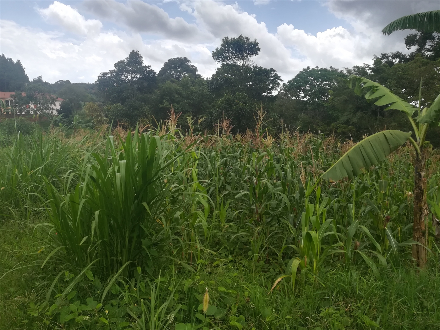 Residential Land for sale in Namilyango Mukono