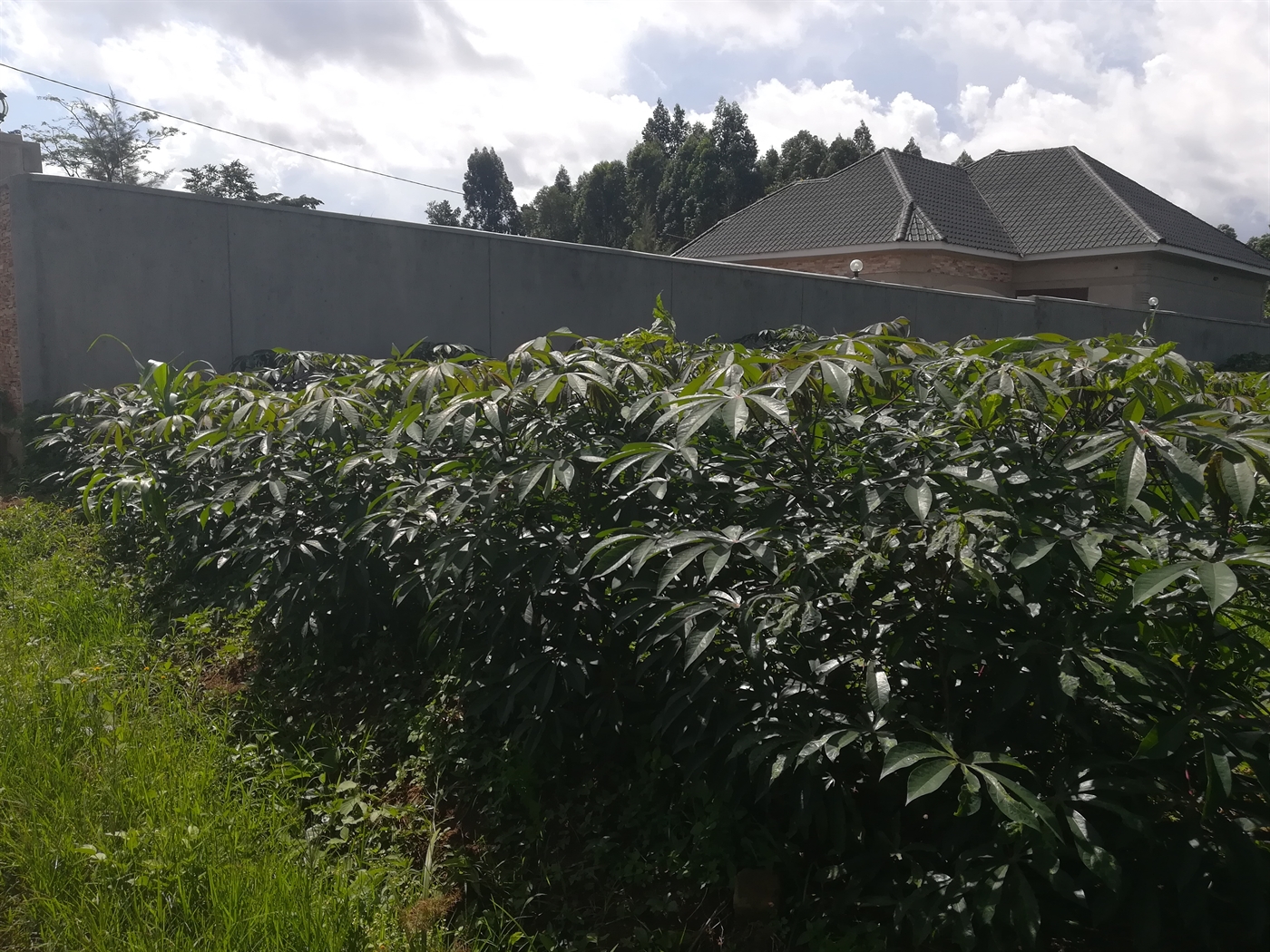 Residential Land for sale in Njerere Mukono