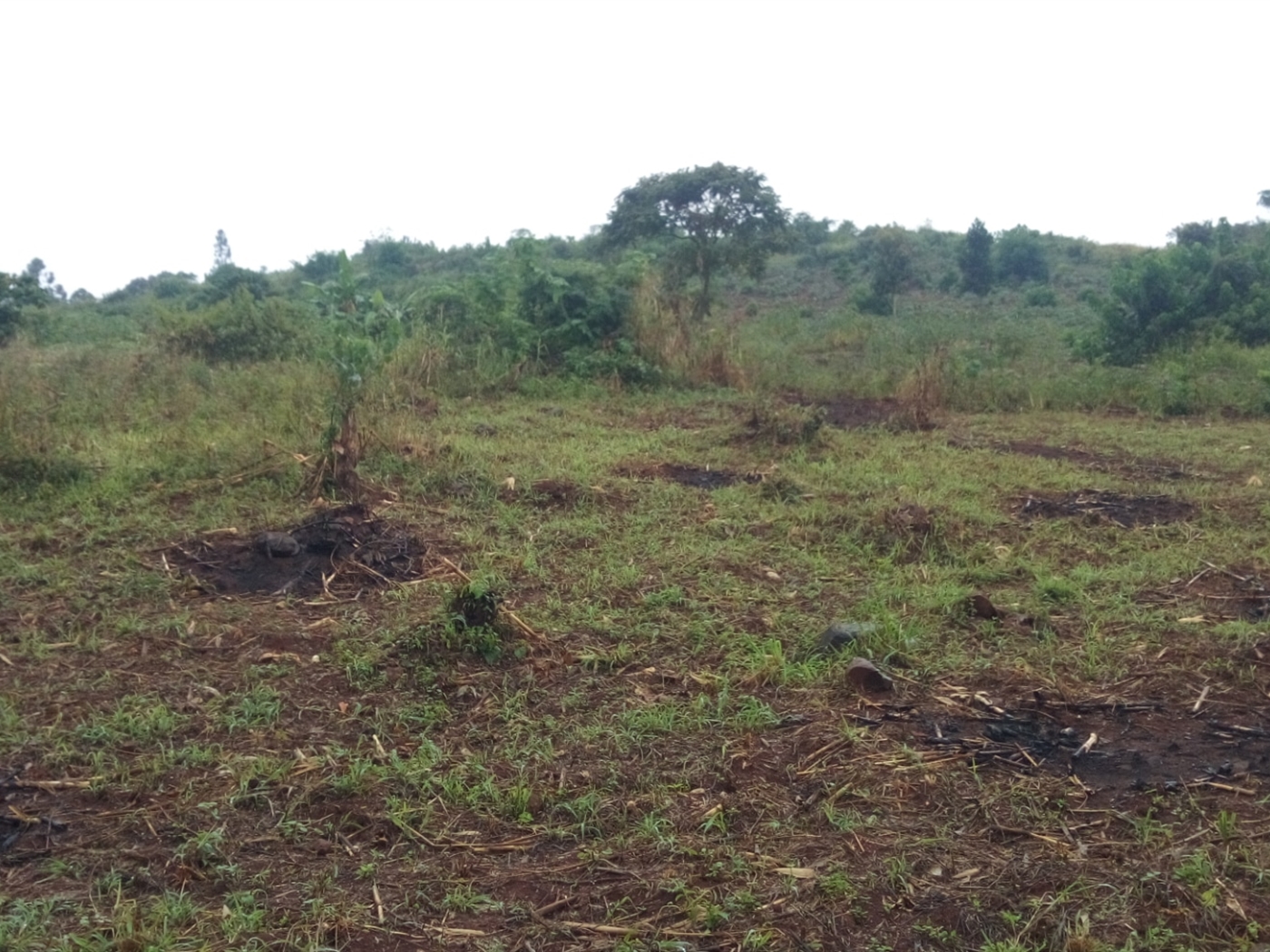 Agricultural Land for sale in Nkokonjeru Buyikwe
