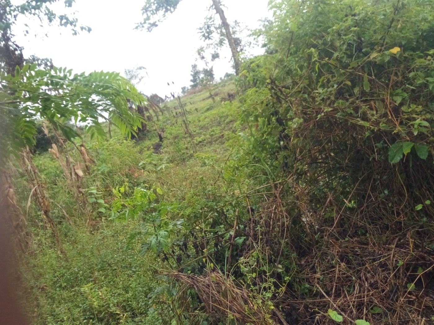 Agricultural Land for sale in Nkokonjeru Buyikwe