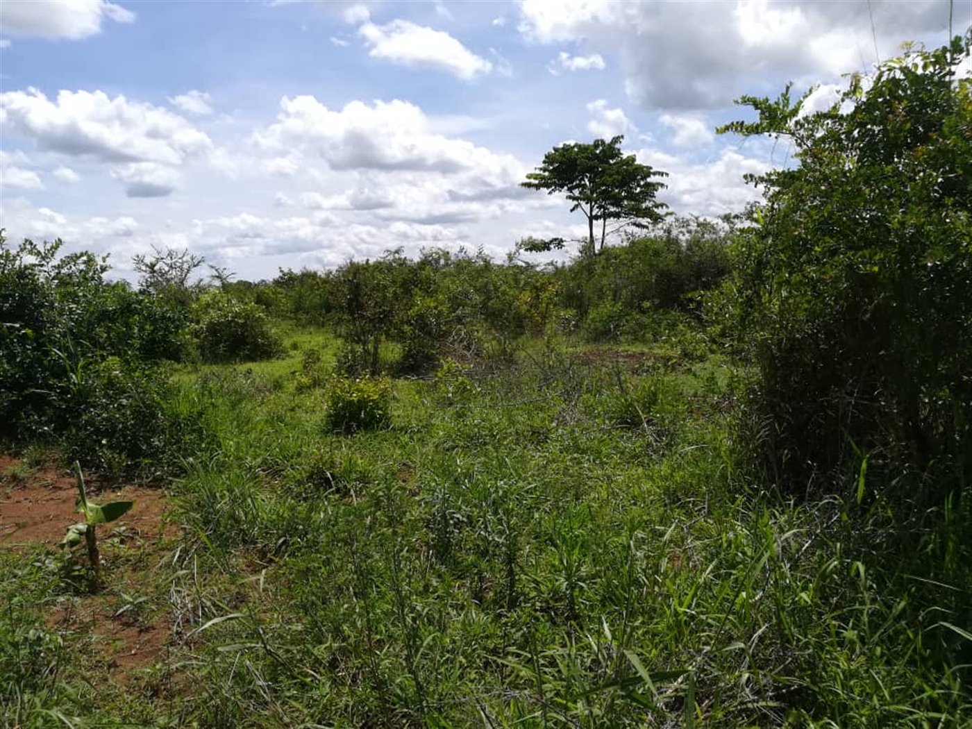 Agricultural Land for sale in Kitwe Kayunga