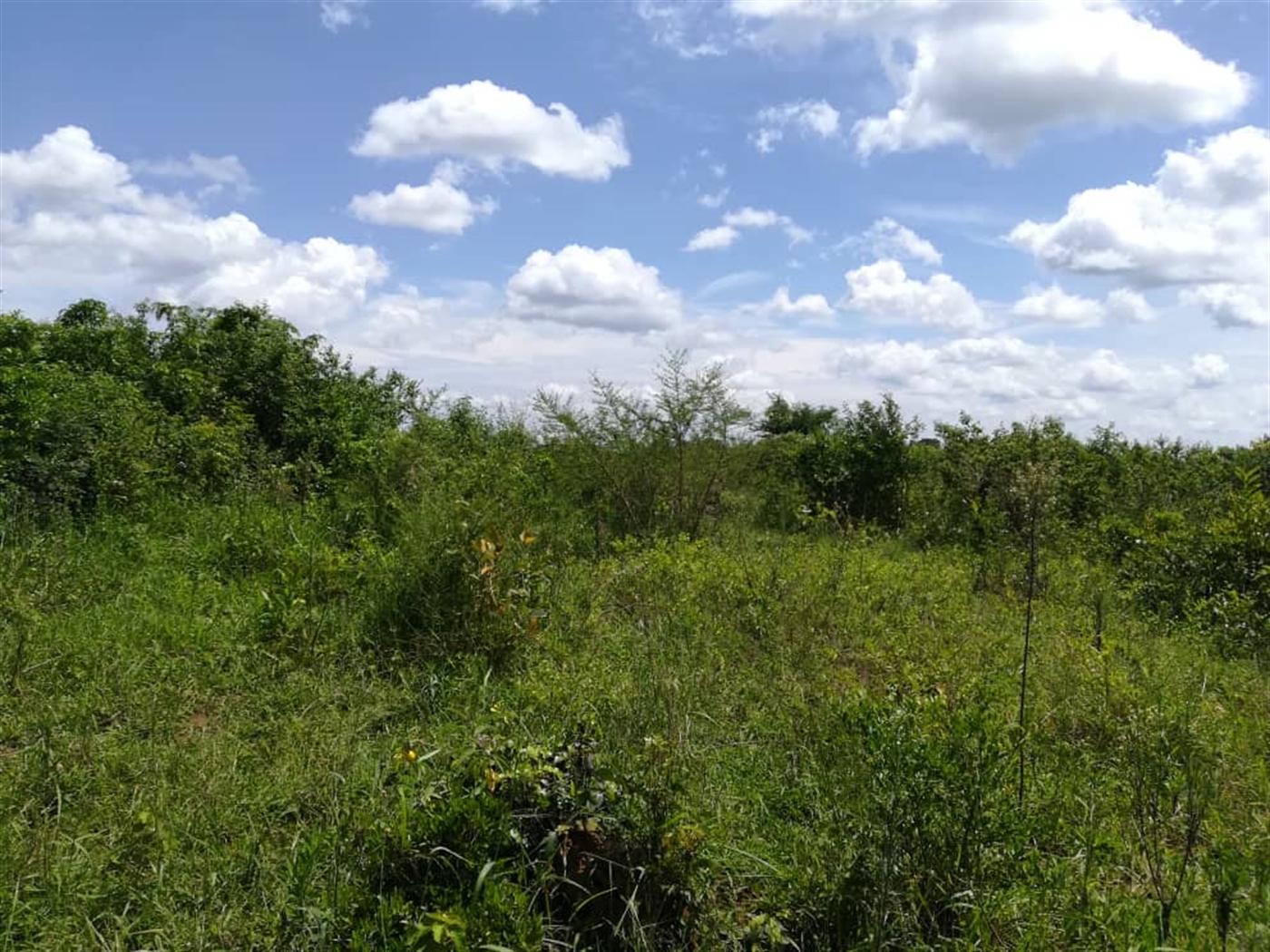 Agricultural Land for sale in Kitwe Kayunga