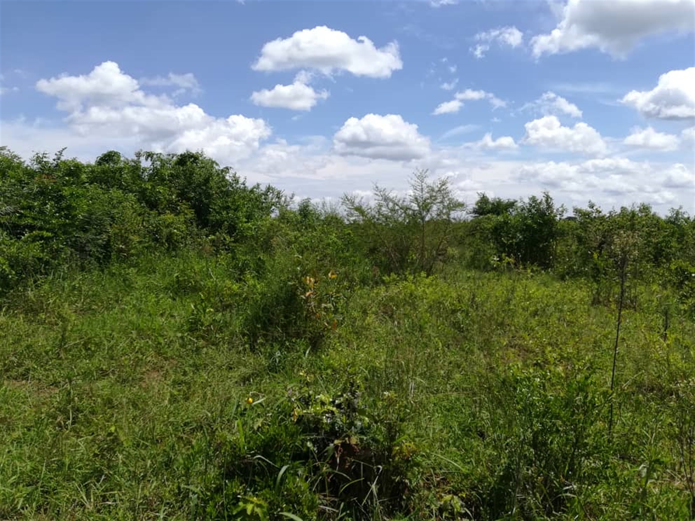 Agricultural Land for sale in Kitwe Kayunga