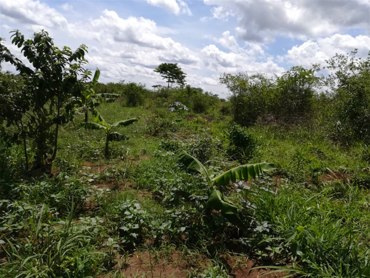 Agricultural Land for sale in Kitwe Kayunga