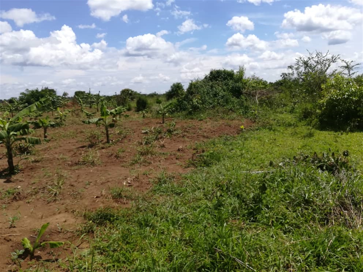 Agricultural Land for sale in Bbaale Kayunga