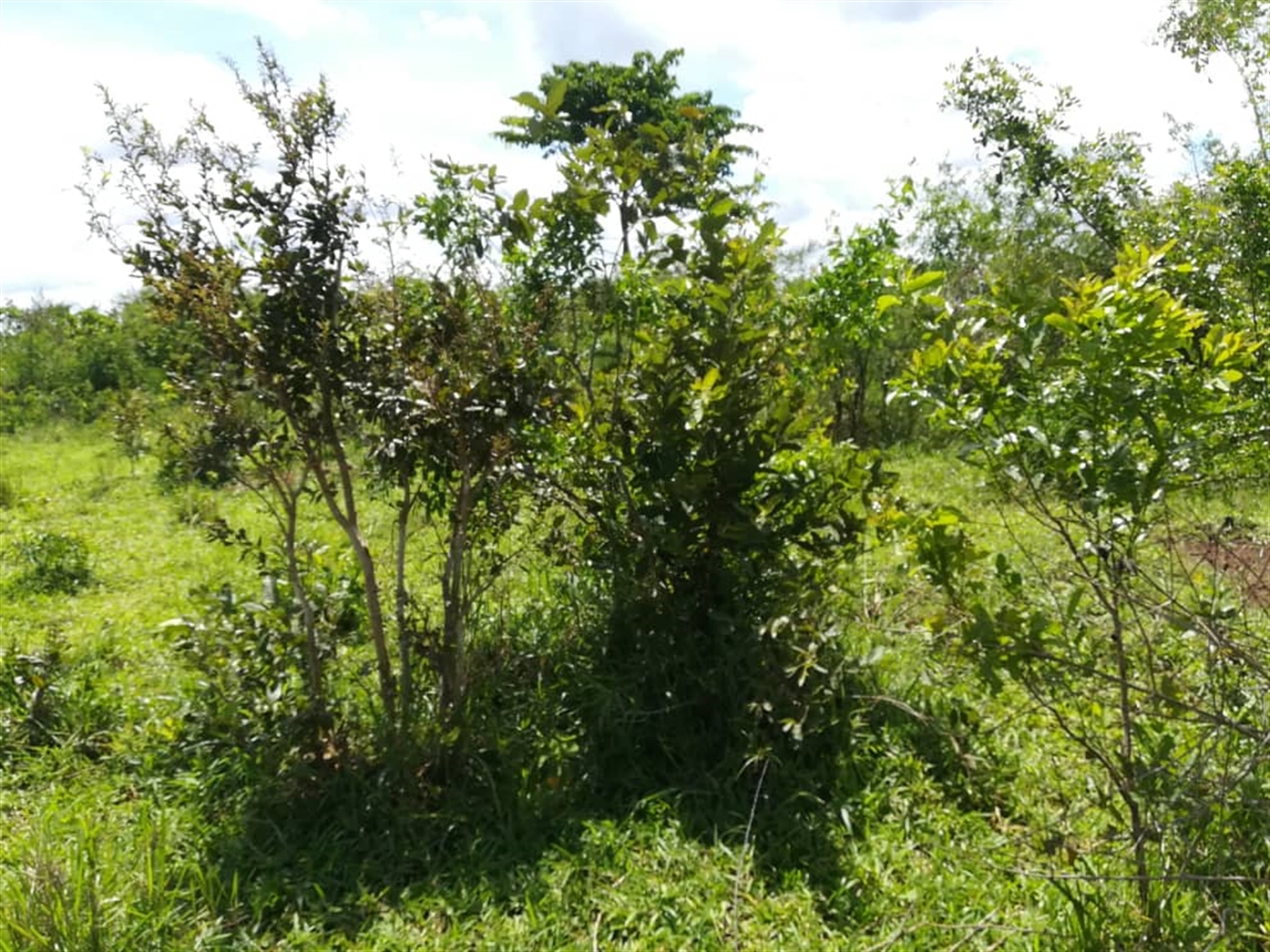 Agricultural Land for sale in Bbaale Kayunga