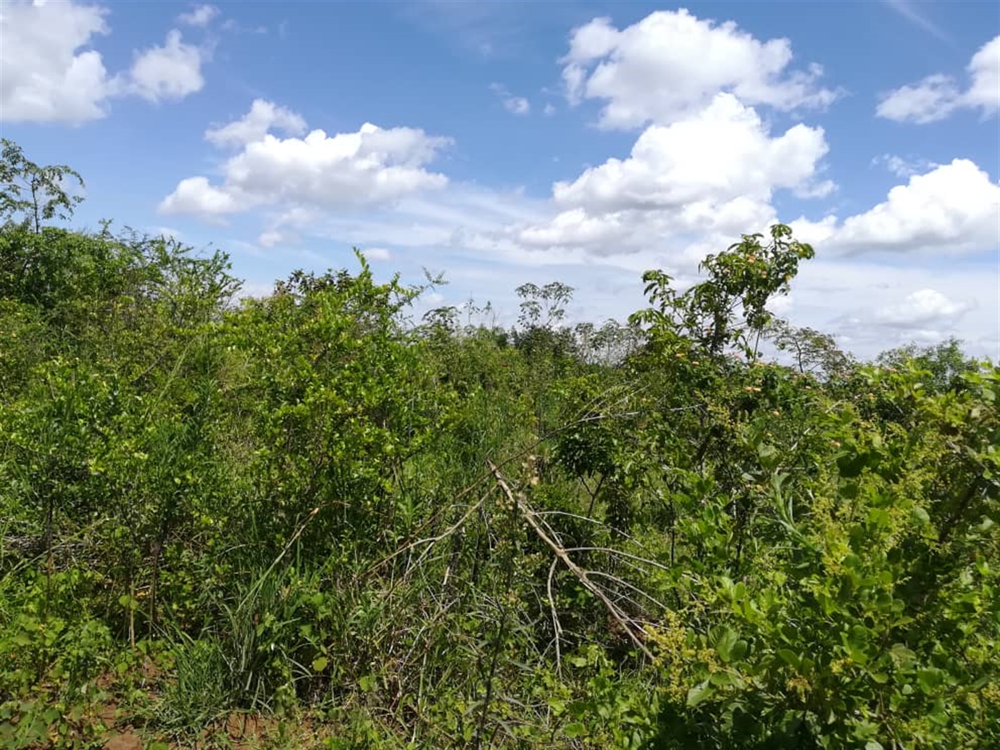 Agricultural Land for sale in Bbaale Kayunga