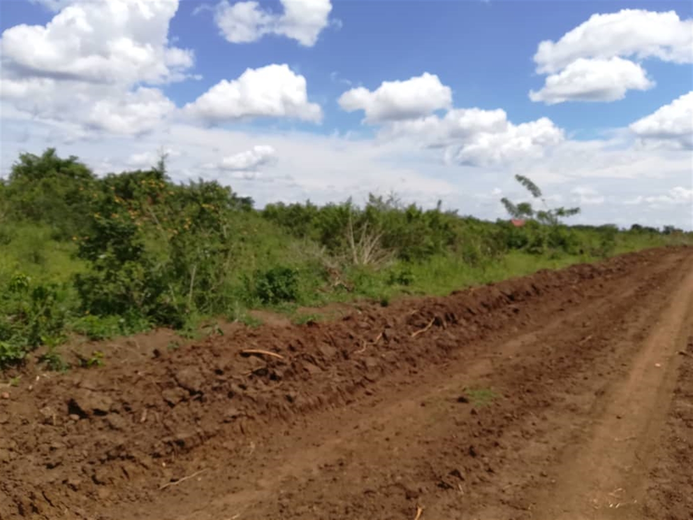 Agricultural Land for sale in Bbaale Kayunga