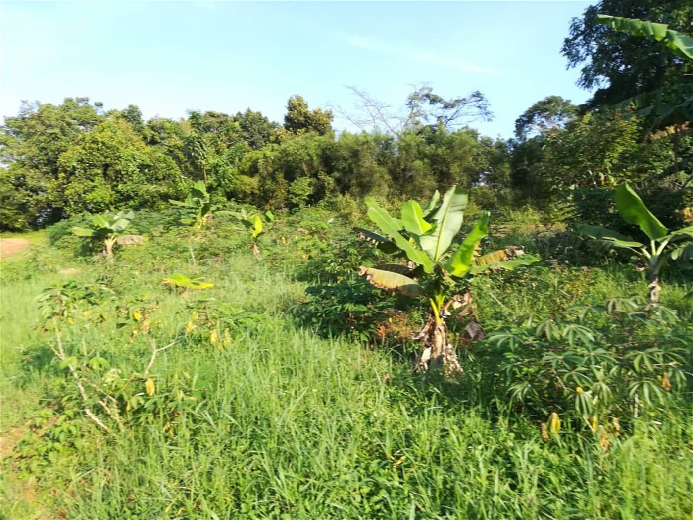 Agricultural Land for sale in Bbaale Kayunga