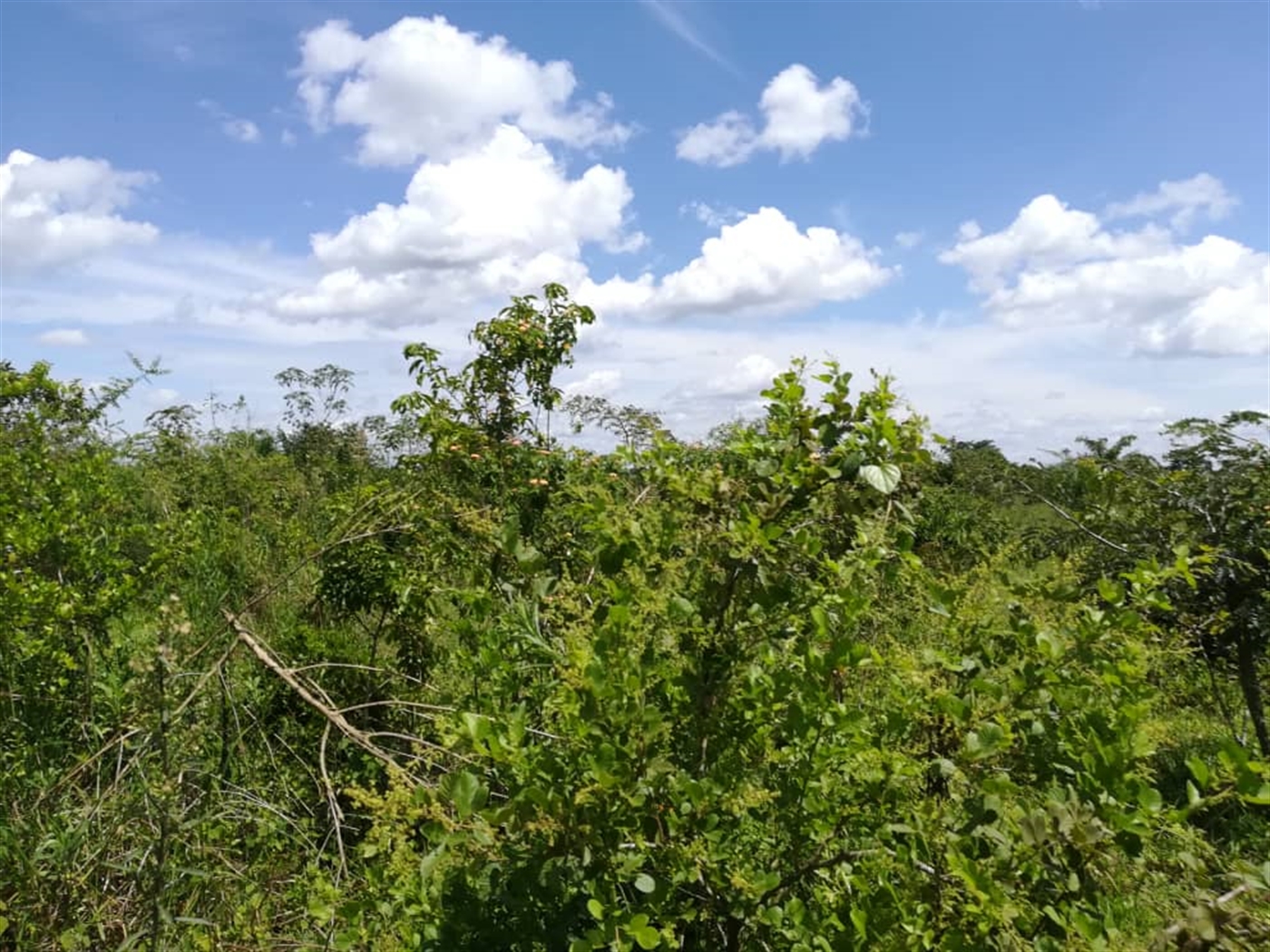 Agricultural Land for sale in Bbaale Kayunga