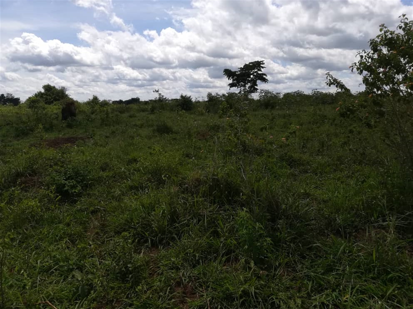 Agricultural Land for sale in Bbaale Kayunga