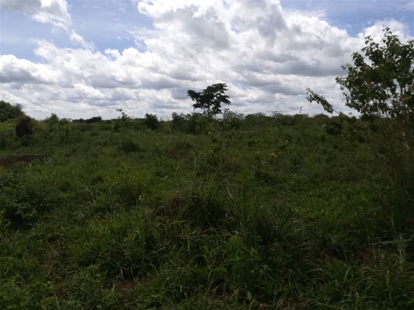 Agricultural Land for sale in Bbaale Kayunga