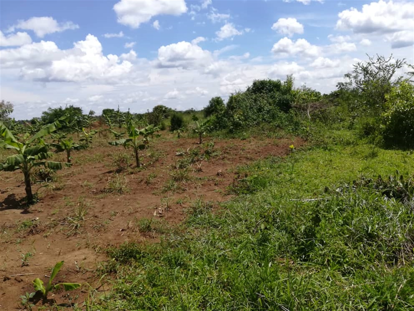 Agricultural Land for sale in Bbaale Kayunga