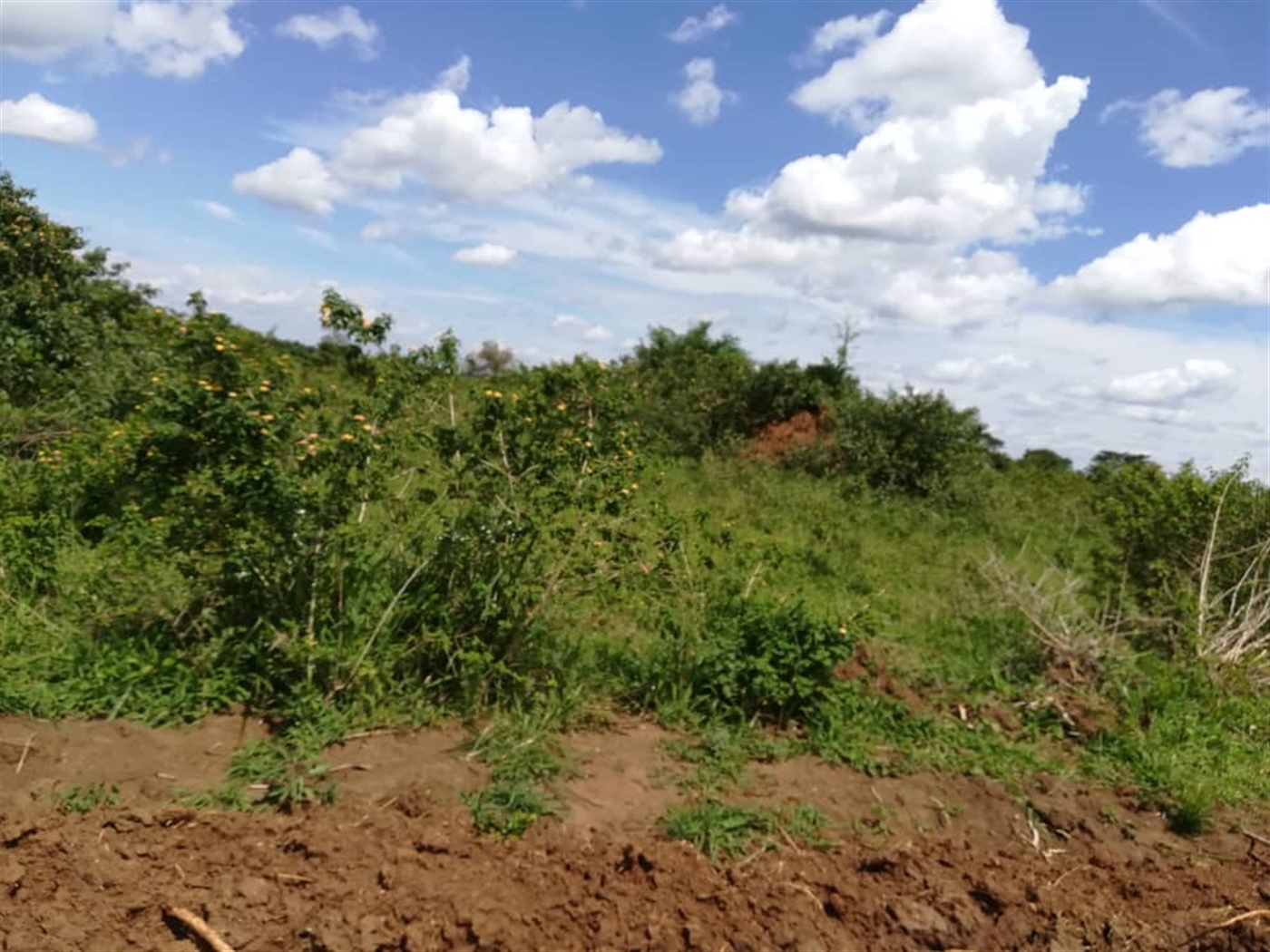 Agricultural Land for sale in Bbaale Kayunga