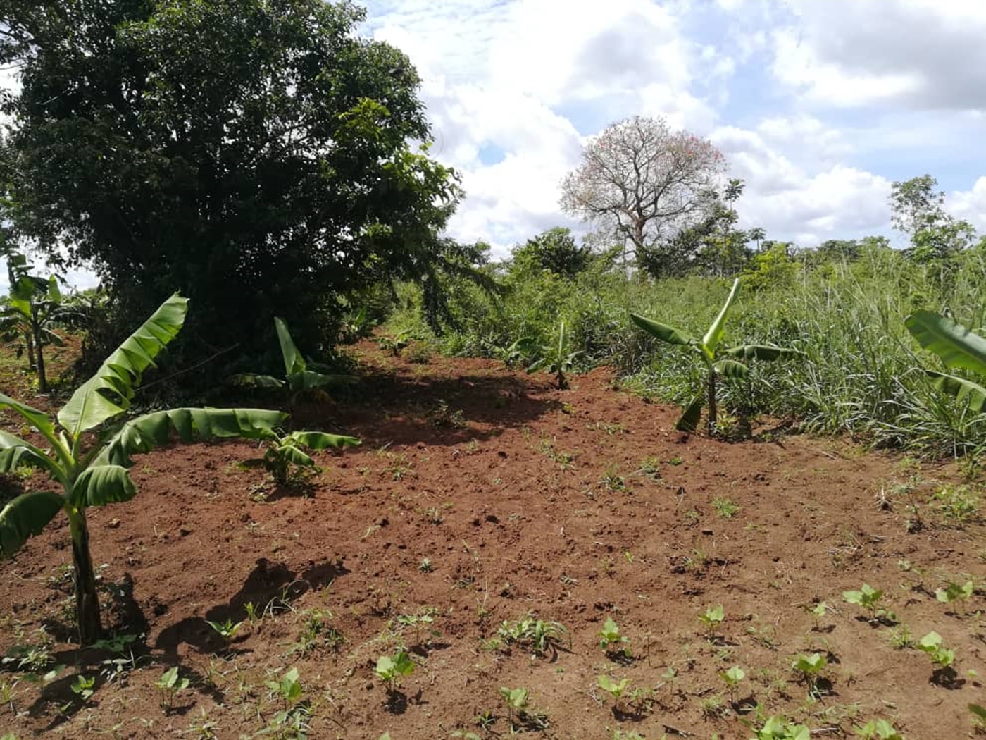 Agricultural Land for sale in Kitwe Kayunga